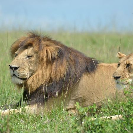 Hotel Rekero Camp Mara Simba Esterno foto