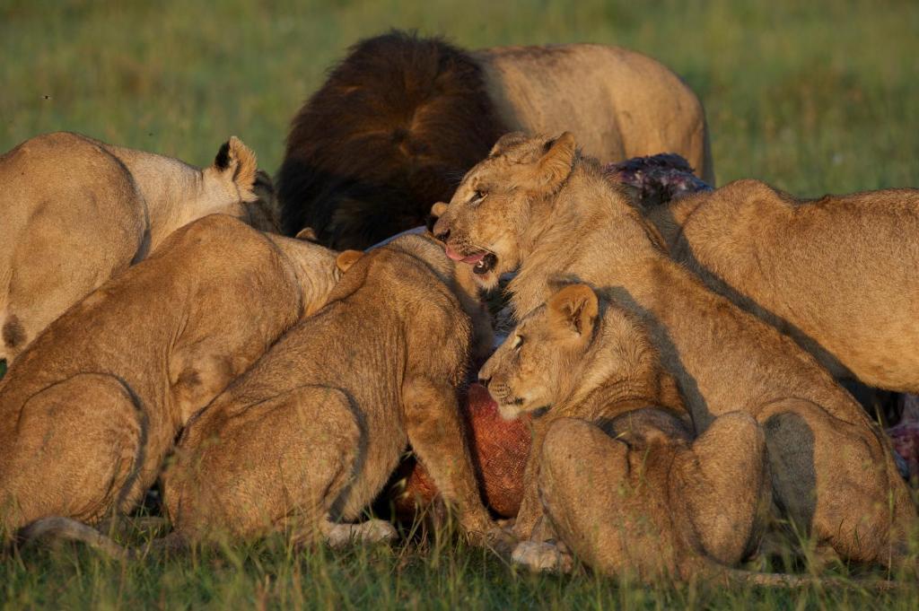 Hotel Rekero Camp Mara Simba Esterno foto