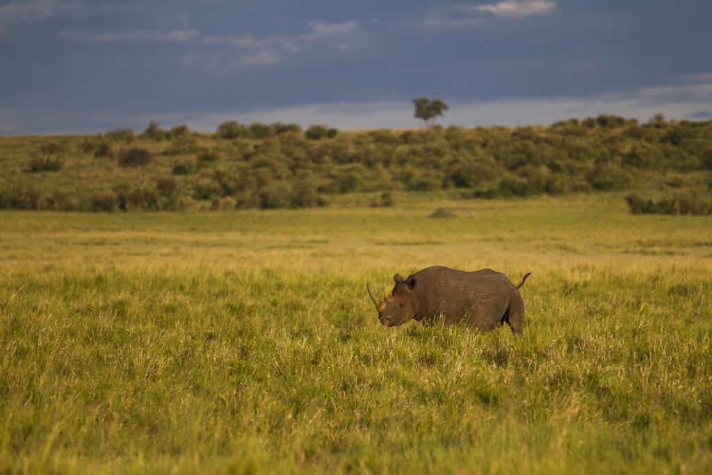 Hotel Rekero Camp Mara Simba Esterno foto