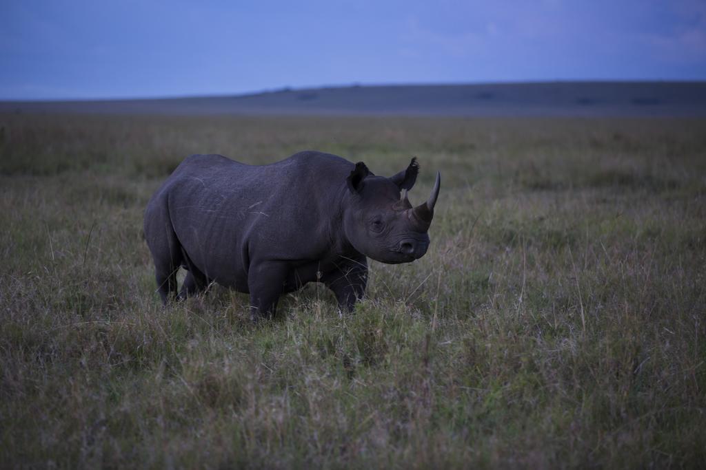 Hotel Rekero Camp Mara Simba Esterno foto