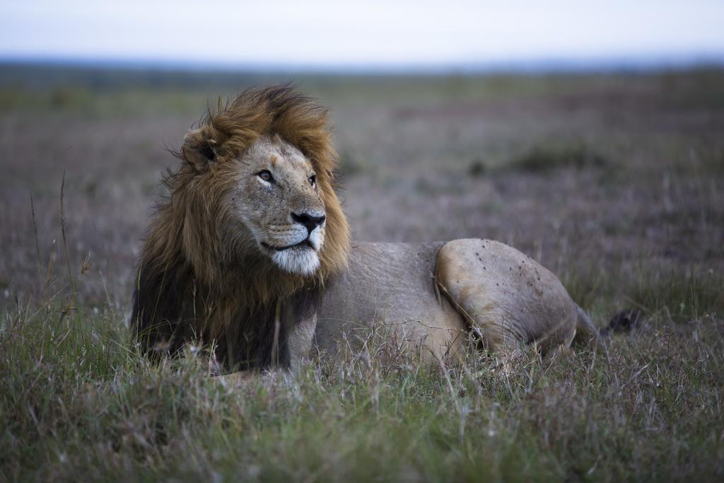 Hotel Rekero Camp Mara Simba Esterno foto