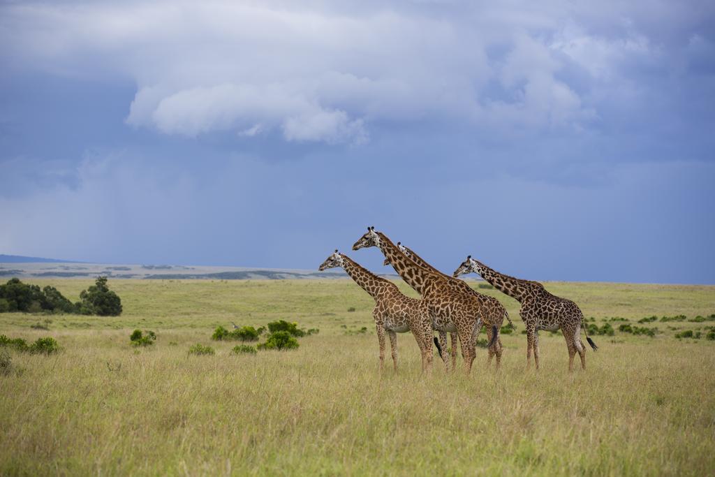 Hotel Rekero Camp Mara Simba Esterno foto